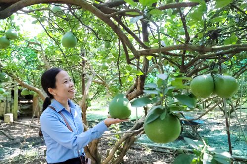 Nông dân trồng bưởi phường Tân Triều mong được hỗ trợ làm mã số vùng trồng xuất khẩu. Ảnh: Bình Nguyên