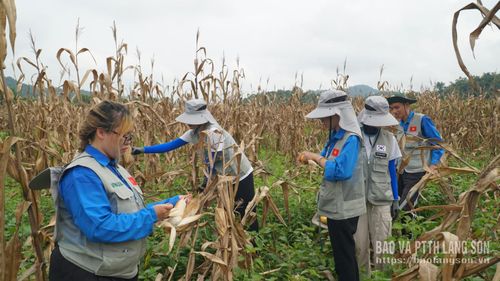 Các tình nguyện viên thu hoạch nông sản cho người dân 