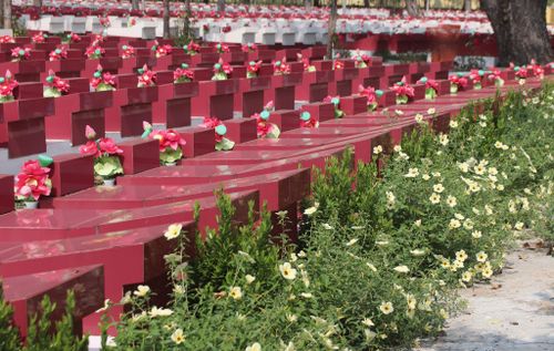 Giống hoa Đông hầu màu trắng ngà, nở quanh năm được trồng ở các khu vực mộ liệt sĩ