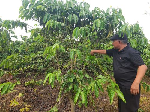 Ông Da Cát Hà Dương còn chăm sóc 1 ha cà phê, mang lại thu nhập hàng trăm triệu đồng/năm