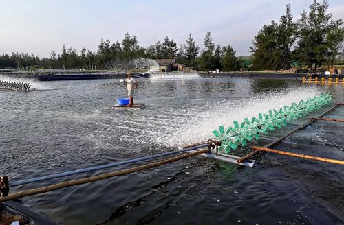 Chăm sóc tôm nuôi tại xã Cửa Tùng - Ảnh: L.A