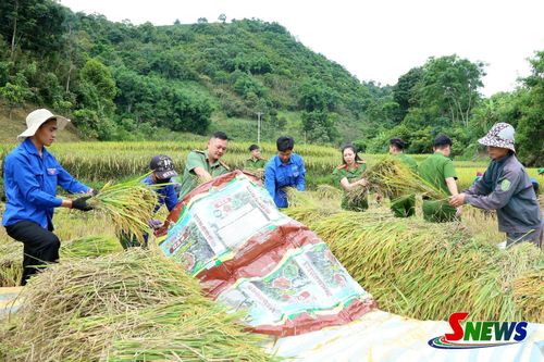 ĐVTN và Công an phường Chiềng Cơi giúp nhân dân bản Ót Dầu thu hoạch lúa.