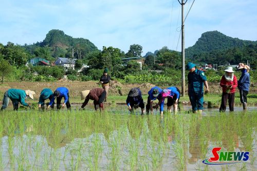 ĐVTN phường Chiềng Cơi phối hợp với các lực lượng cấy lúa giúp gia đình người có công ở tổ 6 Hốc Sang.