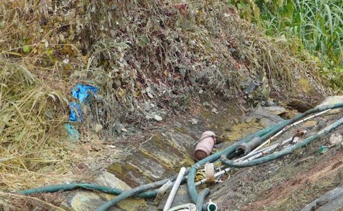 Cây bụi bị ảnh hưởng do axit tràn ra ngoài sau sự cố lật xe.