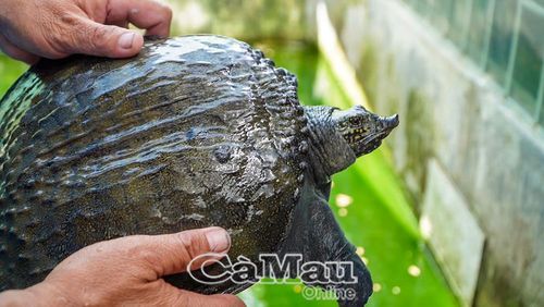 Cua đinh trưởng thành đạt trọng lượng từ 3,5-4 kg sẽ được xuất bán.