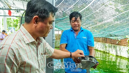 Ông Trần Ðệ, Chủ tịch Hội đồng quản trị Hợp tác xã Tài Lợi (bên phải), thành công với mô hình nuôi cua đinh.