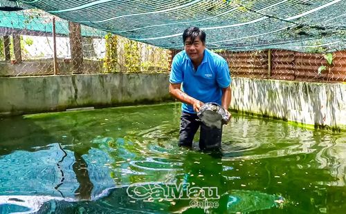 Tận dụng những khoảng đất trống quanh nhà, nhiều hộ dân ở xã An Trạch mạnh dạn đào ao, xây hồ nuôi cua đinh.