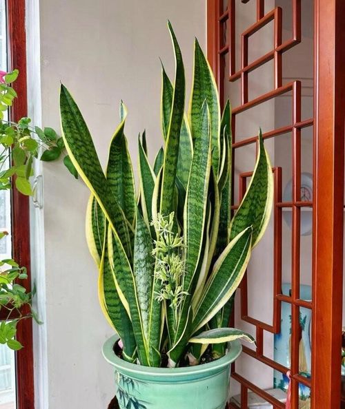 Xét về tổng thể, việc trồng cây lưỡi hổ trước nhà là hoàn toàn có thể và thậm chí còn được khuyến khích nếu biết cách bố trí hợp lý. Ảnh minh họa.