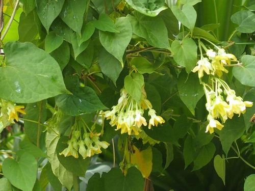 Khi cây vào mùa phát triển mạnh, lượng lá và hoa rụng xuống có thể khá nhiều, gây mất vệ sinh nếu không được quét dọn thường xuyên. Ảnh minh họa.