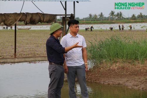 Anh Trần Văn Trung, Giám đốc Công ty CP Đầu tư Hải Âu Việt giới thiệu vùng sản xuất lúa hữu cơ.