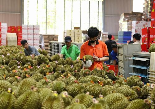 Trung Quốc tiếp tục là thị trường xuất khẩu sầu riêng lớn nhất của Việt Nam.