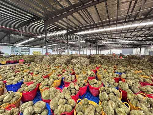 Nhiều doanh nghiệp thu mua cho biết tỷ lệ sầu riêng đạt chuẩn xuất khẩu tại một số kho giảm gần một nửa so với cùng kỳ năm ngoái.