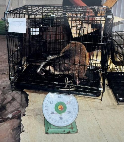 Hiện các cá thể đang được đội ngũ bác sĩ thú y và cán bộ chăm sóc tại Trung tâm SVW tiến hành thăm khám sức khỏe, điều trị và xây dựng phác đồ phục hồi phù hợp.
