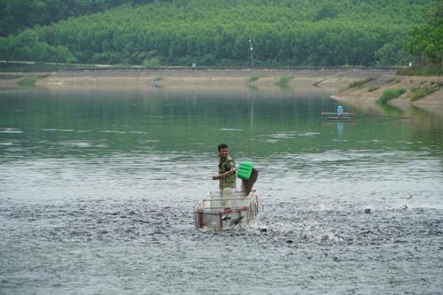 Cá được anh Toàn cho ăn 2 lần vào trưa và chiều. Ảnh: Đình Minh