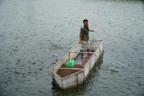 Mô hình nuôi cá rô phi xuất khẩu của anh Toàn được kỳ vọng sẽ sớm nhân rộng tại Xuân Du. Ảnh: Đình Minh 