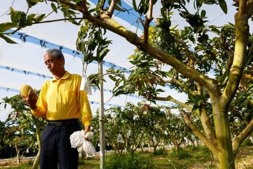 Ông You Tsang-fu kiểm tra một quả xoài đào tuyết mật Đài Loan vừa hái trong vườn nhà mình. Ảnh: Reuters.
