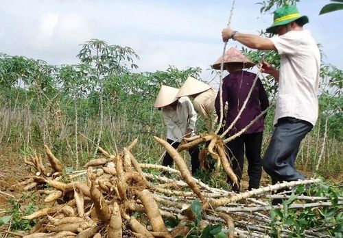 Sắn là một trong những nguồn nguyên liệu chính cho sản xuất ethanol - Ảnh minh họa