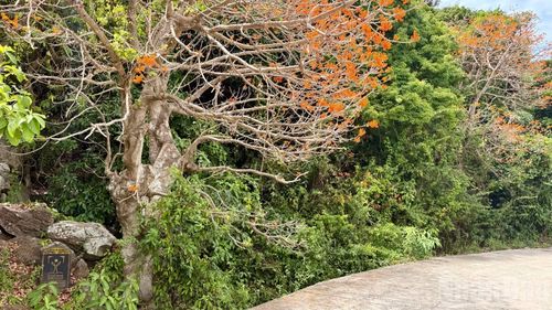 Một trong 3 cây Ngô đồng đỏ cổ thụ tại dốc suối Tình, thôn Bãi Làng được Hội Bảo vệ thiên nhiên và môi trường Việt Nam gắn bia công nhận cây Di sản Việt Nam.