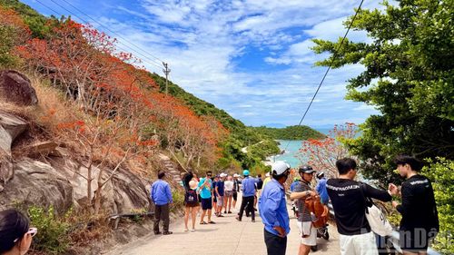 Mùa hoa Ngô đồng đỏ nở là dịp để xã đảo Tân Hiệp quảng bá hình ảnh vùng đất và con người trên đảo Cù Lao Chàm.