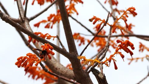 Hoa Ngô đồng đỏ trên đảo Cù Lao Chàm nở rực khoe sắc đẹp mắt.