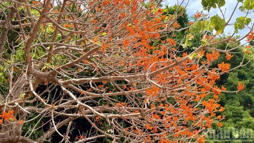 Cây Ngô đồng đỏ rất hữu dụng trong đời sống hằng ngày của người dân trên đảo Cù Lao Chàm.