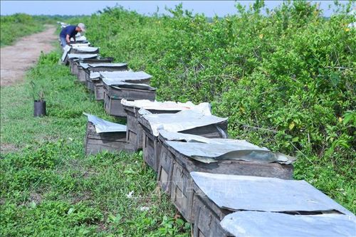 Mỗi năm có khoảng 5.000 - 6.000 nghìn đàn ong được đưa về Vườn quốc gia Xuân Thủy để khai thác mật hoa sú, hoa vẹt.