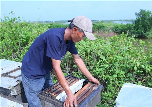 Người nuôi ong sắp xếp lại các cầu ong trong thùng để bảo đảm đàn khai thác mật hiệu quả nhất.