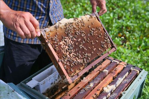 Người nuôi kéo các cầu ong từ thùng ra để kiểm tra chất lượng mật.