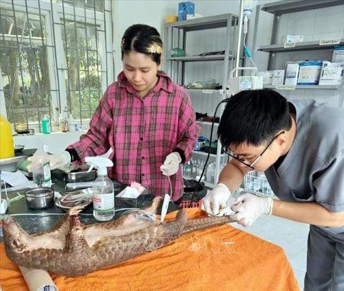 Cán bộ Trung tâm Cứu hộ, Bảo tồn và Phát triển sinh vật điều trị cho cá thể Tê tê java. Ảnh: TTXVN phát