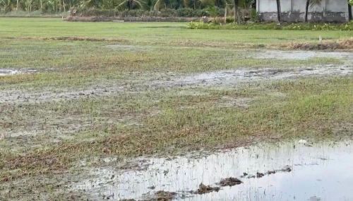  Lúa của người dân cũng héo úa bất thường 