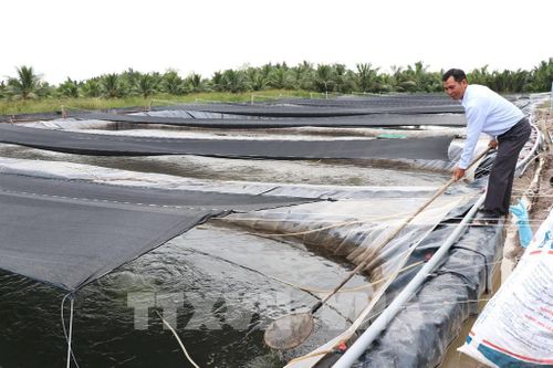 Trại ương dưỡng cá rô phi giống. Ảnh: Thanh Hòa - TTXVN 
