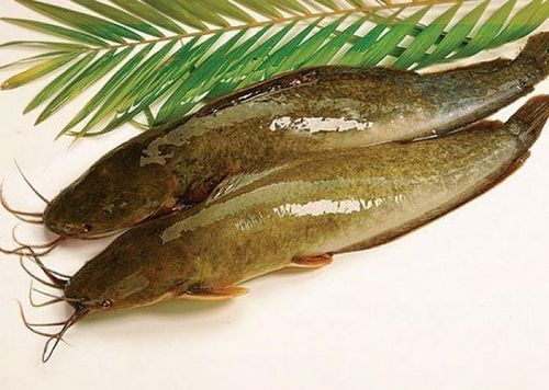Cá trê thịt mềm, ít xương dăm.