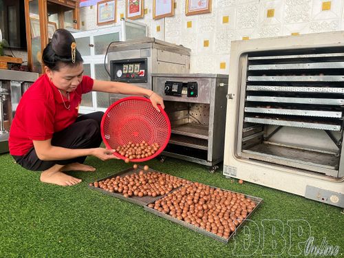 Công nhân hộ kinh doanh mắc ca Thoa Quàng, xã Tuần Giáo sấy khô sản phẩm mắc ca.
