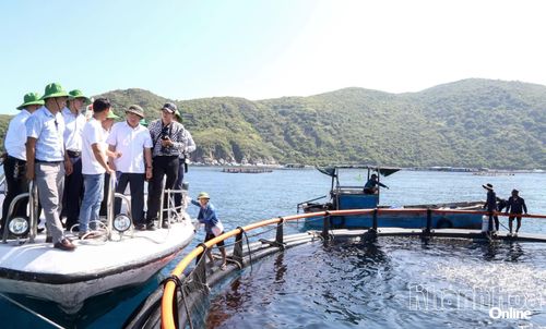 Đồng chí Trịnh Minh Hoàng - Phó Chủ tịch UBND tỉnh thăm vùng nuôi biển công nghệ cao tại Đầm Bấy (phường Nha Trang).