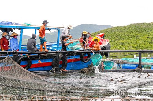 Ngư dân xã Đại Lãnh thu hoạch cá trong lồng tròn HDPE. Ảnh: C.ĐỊNH