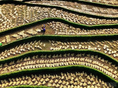 Ruộng bậc thang Mù Cang Chải không chỉ là Di sản văn hóa của người Mông mà còn là kỳ quan thiên nhiên, tôn vinh sự giao hòa tuyệt diệu giữa đất trời và bàn tay lao động của con người vùng cao. Những đường cong mềm mại tựa dải lụa không chỉ dệt nên ấm no, mà còn minh chứng cho ý chí sắt đá, sự kiên cường chinh phục tự nhiên của đồng bào nơi đây.