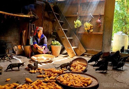 Trong nếp nhà mộc mạc ở xã Khao Mang, hình ảnh phụ nữ Mông yên bình ngồi bên những mẹt ngô vàng óng tạo nên nét đẹp đời thường. Xung quanh là đàn gà, những chú mèo quây quần kiếm ăn dưới mái nhà chung, gợi cảm giác gần gũi và gắn bó giữa con người với vật nuôi, phản ánh cuộc sống lao động giản dị nhưng ấm no của đồng bào vùng cao, chứa đựng hơi thở của cuộc sống nơi miền sơn cước.