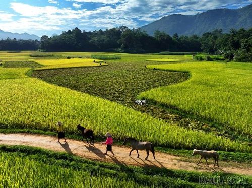 Giữa thung lũng lúa chín vàng rực ở xã Lâm Thượng, hình ảnh người dân bản địa dắt ngựa thong dong trên đường đất nhỏ không đơn thuần là cảnh lao động, mà là biểu tượng của sự bình yên, no ấm. Đó là khúc ca ca ngợi nhịp sống mộc mạc, bền bỉ, nơi con người nương tựa vào thiên nhiên để dệt nên bức tranh cuộc sống hài hòa, gìn giữ nét đẹp văn hóa truyền thống qua bao thế hệ.