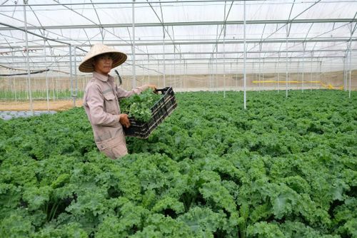 Lâm Đồng đẩy mạnh ứng dụng công nghệ cao vào sản xuất nông nghiệp, nhằm nâng cao giá trị sản phẩm, đóng góp vào GRDP