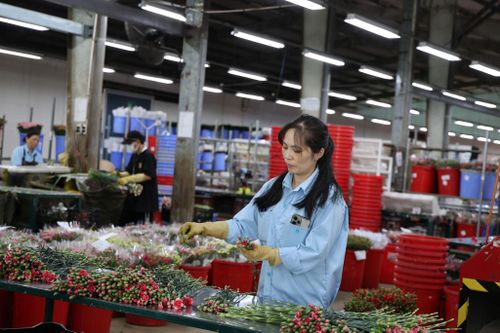Dự án Cải thiện cơ sở hạ tầng nông nghiệp giai đoạn I góp phần xây dựng Lâm Đồng trở thành địa phương có thương hiệu số 1 Việt Nam về rau, hoa