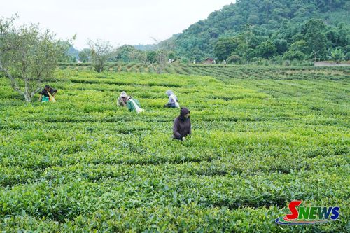 Nông dân xã Bình Thuận thu hái chè.