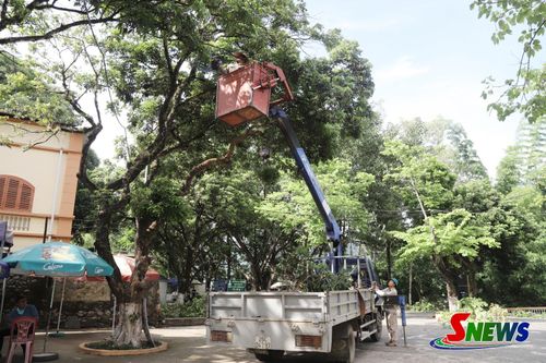 Công nhân Xí nghiệp Cây xanh sử dụng xe thang để cắt tỉa cây.