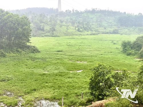 Diện tích đất ruộng của người dân không canh tác được phải bỏ hoang do ảnh hưởng từ bãi rác.