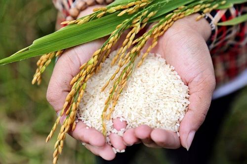 "Hai tay bưng bát cơm đầy Dẻo thơm một hạt đắng cay muôn phần". Hình mang tính minh họa. Nguồn: Internet