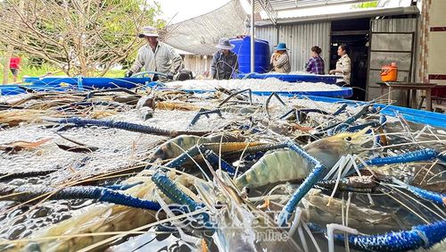 Chọn con giống tôm càng xanh chất lượng giúp nông dân xã Vĩnh Lộc có vụ mùa bội thu.