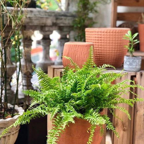 Cây phát triển tốt trong môi trường ẩm, vì vậy nếu không khí quá khô, lá sẽ dễ bị héo, xoăn hoặc cháy viền. Ảnh minh họa.