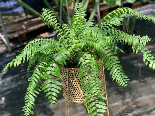 Dương xỉ là loại cây có khả năng thích nghi khá tốt với môi trường trong nhà. Ảnh minh họa.