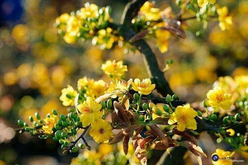 Dù mang nhiều ý nghĩa tốt, nhưng vị trí trồng cây đóng vai trò rất quan trọng. Ảnh minh họa.