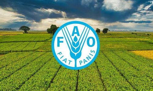Theo Tổ chức Lương thực và Nông nghiệp Liên hợp quốc (FAO), Trung Quốc hiện chiếm gần 80% sản lượng thịt vịt toàn cầu