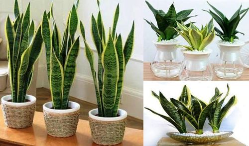 Những loại cây phong thủy phù hợp cho người tuổi Nhâm Tuất là cây lan chi, cây cung điện vàng, cây tùng la hán, cây kim tiền, cây lưỡi hổ, cây tùng bồng lai.
